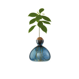 Vase en verre pour gland Cosmic | Fleux | 10